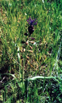 Lambascione (muscari comosum)